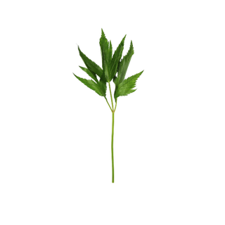 Angelica