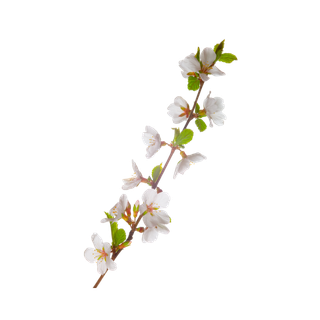 Apple Blossom