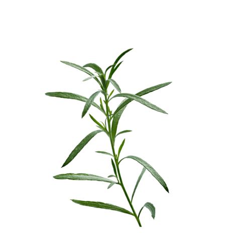 Artemisia