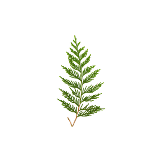 Atlas Cedar