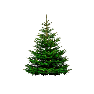 Balsam Fir