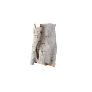 Birch