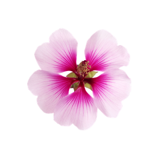 Bourbon Geranium