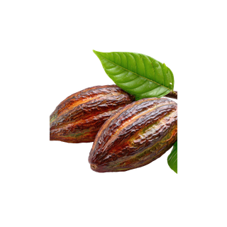 Cacao