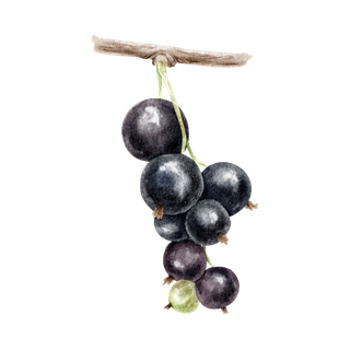 Cassis