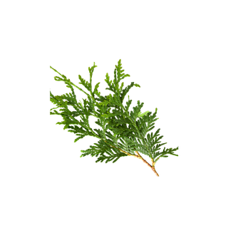 Cedar