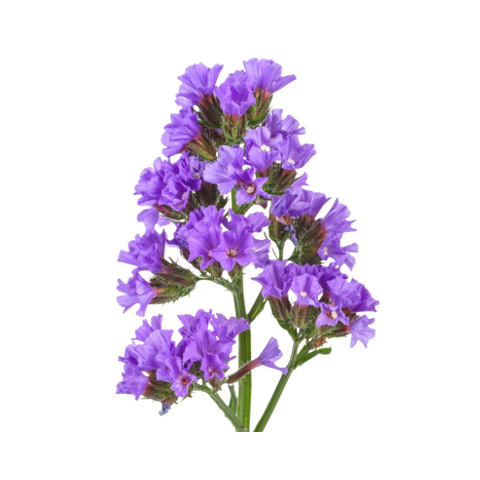 Clary Sage