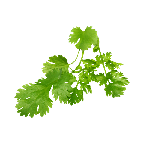 Coriander