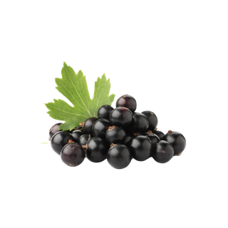Currant Buds