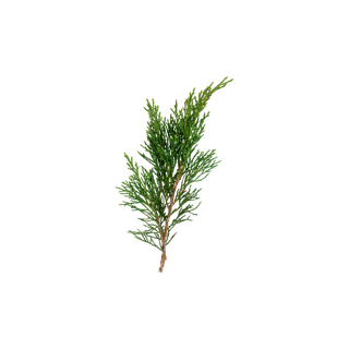 Cypress