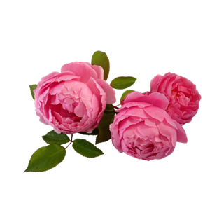 Damask Rose