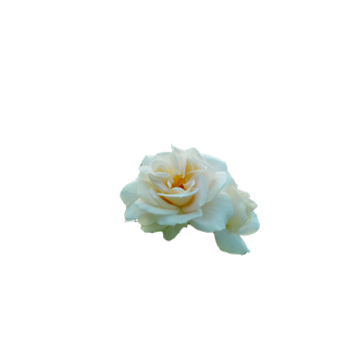 Egyptian Jasmine