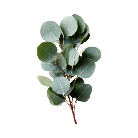 Eucalyptus