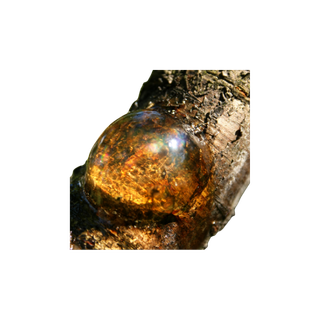 Fir Resin
