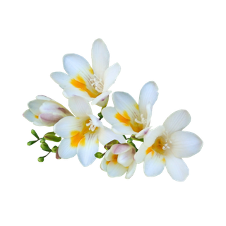 Freesia