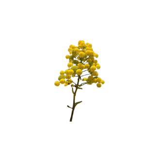 Galbanum