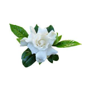 Gardenia