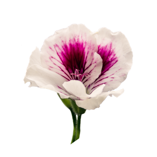 Geranium