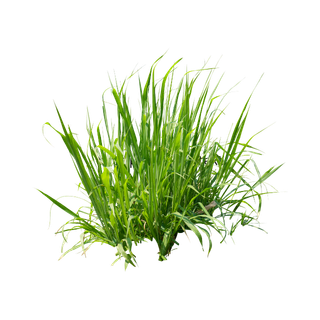 Grass