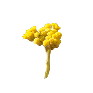 Immortelle