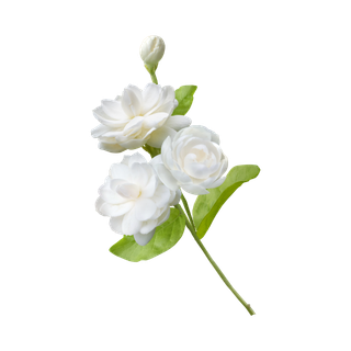 Jasmine