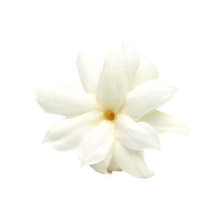 Jasmine Sambac