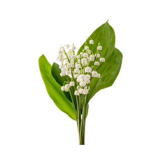 Lily-of-the-valley