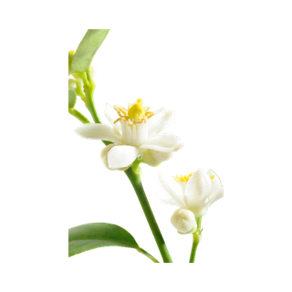 Lime (linden) Blossom