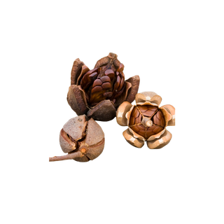 Mahogany