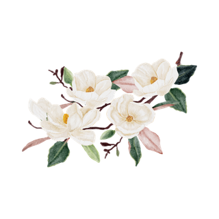 Magnolia