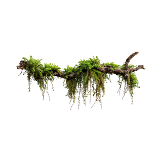 Moss