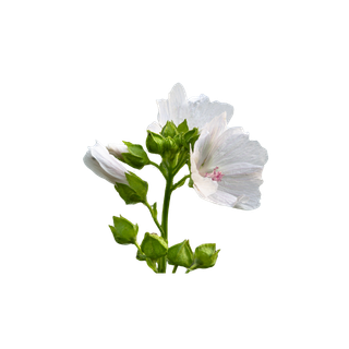 Musk