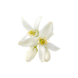 Neroli