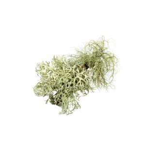 Oakmoss