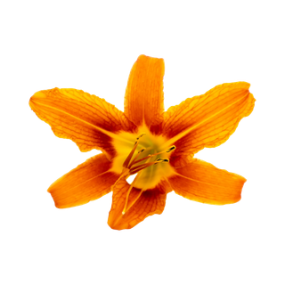 Orange Blossom