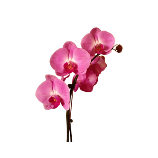 Orchid