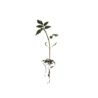 Orris Root
