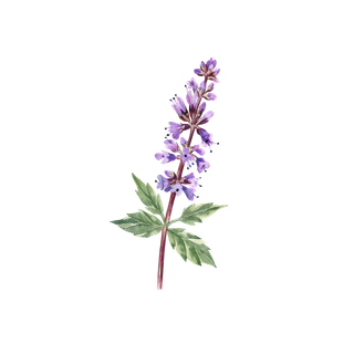 Patchouli