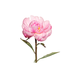 Peony