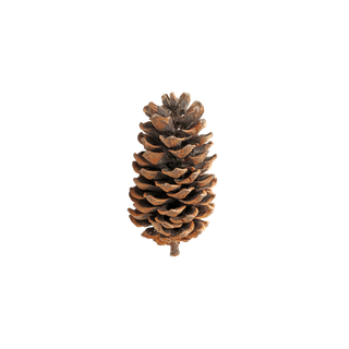 Pine
