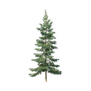 Pine Tree