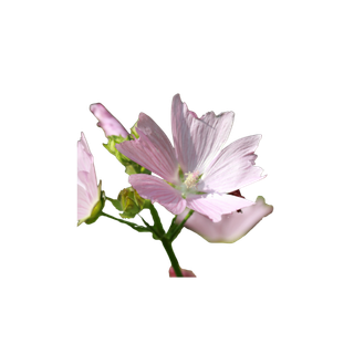 Pink Musk