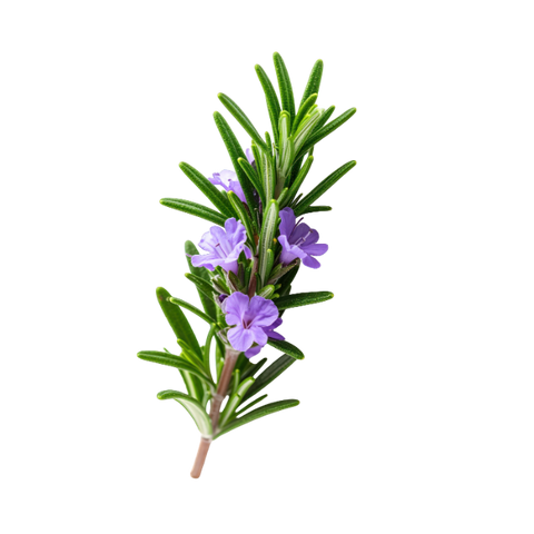 Rosemary