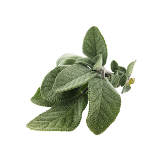 Sage