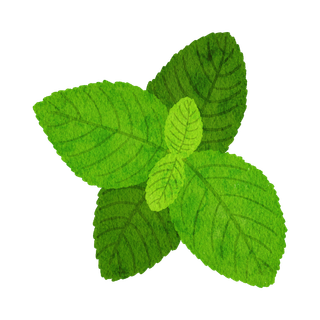 Spearmint