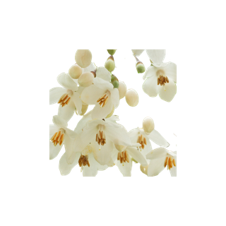 Styrax