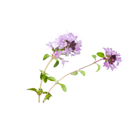 Thyme