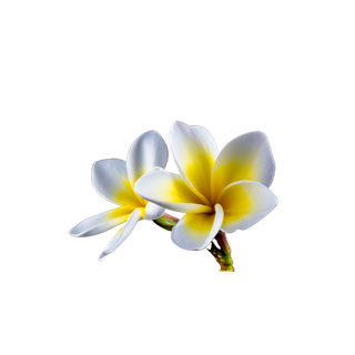 Tiare Flower