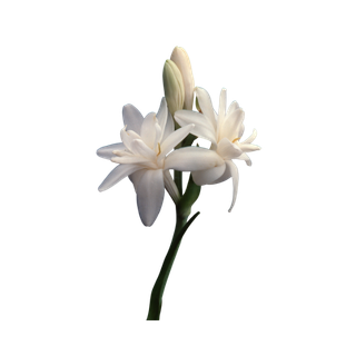 Tuberose