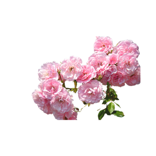 Turkish Rose